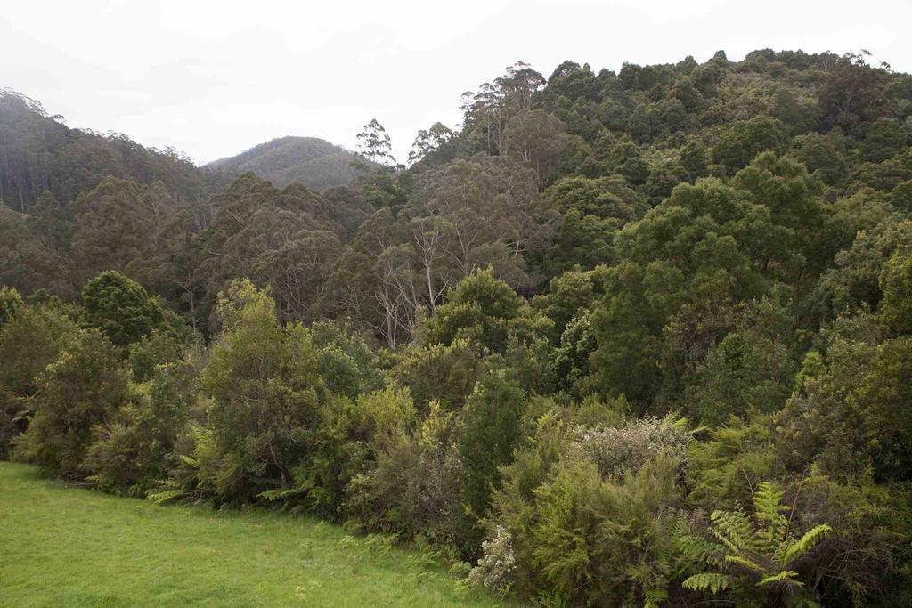 Tall Trees Eco Retreat - Blackwood Cottage Apollo Bay Exteriör bild