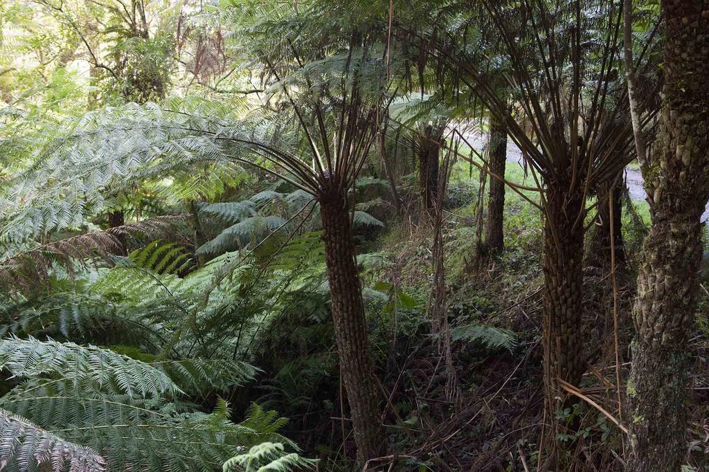 Tall Trees Eco Retreat - Blackwood Cottage Apollo Bay Exteriör bild